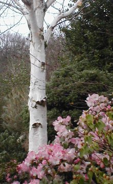 Betula Jacquemontii (Birch) and Rhododendron - Abriachan Nurseries